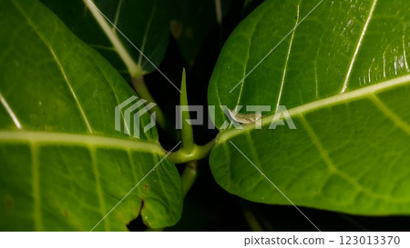 Small animals on plant leaves. Small animals on plant leaves. 123013370