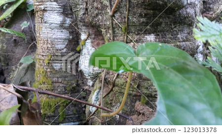 Green moss clings to a large tree. 123013378