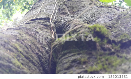 Green moss clings to a large tree. Green moss clings to a large tree. 123013381