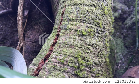 Green moss clings to a large tree. Green moss clings to a large tree. 123013382