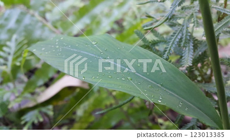 Photo of textured plant leaves. Photo of textured plant leaves. 123013385