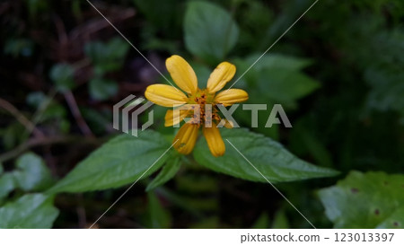 Yellow flower photo. Photo taken on the mountain. Yellow flower photo. Photo taken on the mountain. 123013397