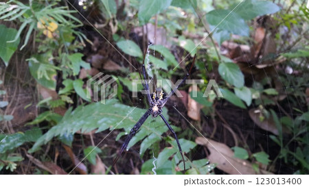 Big spider's photo. Photo taken in the forest. 123013400