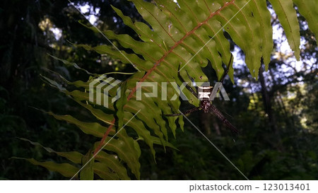 Big spider's photo. Photo taken in the forest. 123013401