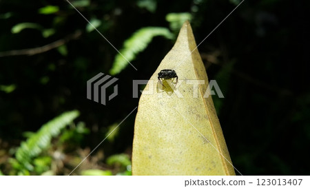 Tiny spider's photo. Photo taken in the forest. 123013407
