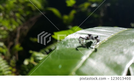Tiny spider's photo. Photo taken in the forest. 123013408