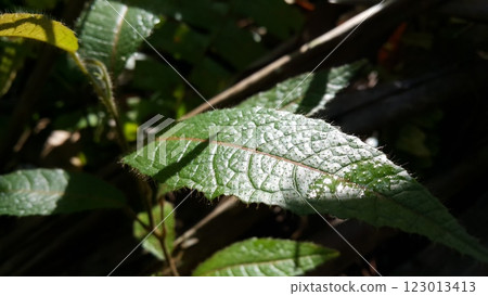 Beautiful textured plant leaves background. Beautiful textured plant leaves background. 123013413