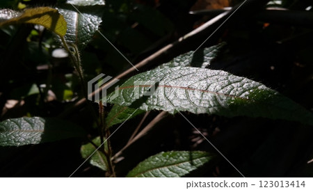 Beautiful textured plant leaves background. 123013414