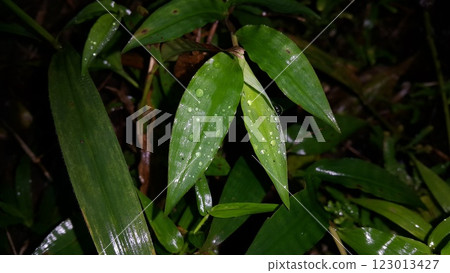 Natural photos. Photo taken in the forest. Natural photos. Photo taken in the forest. 123013427