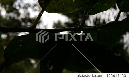 Natural photos. Photo taken in the forest. 123013430