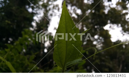 Natural photos. Photo taken in the forest. 123013431