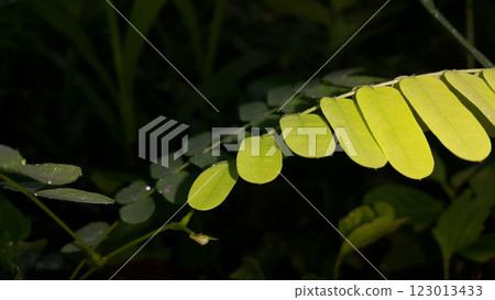 Natural photos. Photo taken in the forest. 123013433