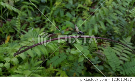 A winged black ant perched on a log. 123013437