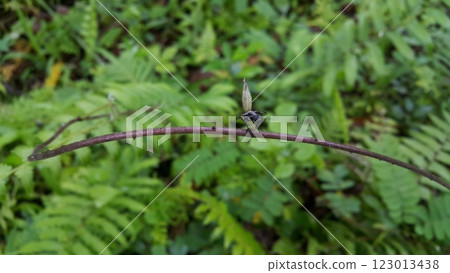 A winged black ant perched on a log. 123013438