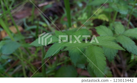 Very rare flies perch on plant leaves. Very rare flies perch on plant leaves. 123013442
