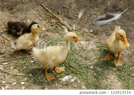 Ducklings on the poultry. Domestic birds 123013514