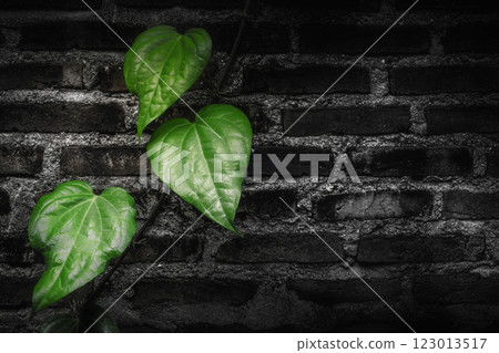 Green leaves on an old wall 123013517