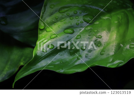 Large leaf with water drops 123013519