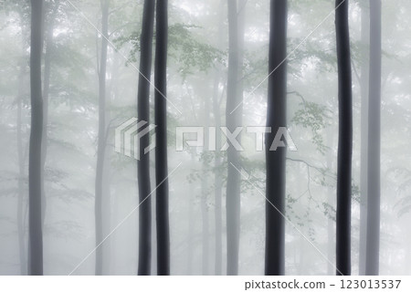 Forest view of tree trunks with branches Forest view of tree trunks with branches 123013537