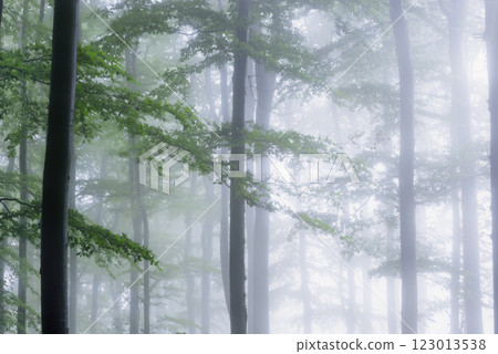 Forest view of tree trunks with branches 123013538