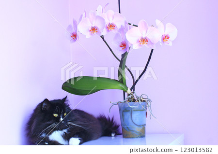 Cat and pink orchids on background. Pet as detail of interior 123013582
