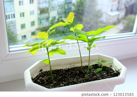 Young plants of oaks on window-sill and view to neighboring house. Tree planting Young plants of oaks on window-sill and view to neighboring house. Tree planting 123013583