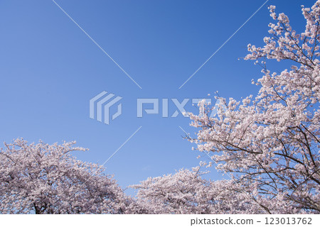 Cherry blossoms in full bloom and a refreshing blue sky {Spring scenery/cherry blossom image material} Cherry blossoms in full bloom and a refreshing blue sky {Spring scenery/cherry blossom image material} 123013762