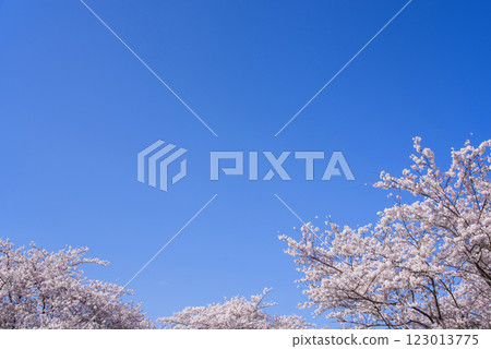 盛開的櫻花和清新的藍天{春日風景/櫻花圖像素材} 盛開的櫻花和清新的藍天{春日風景/櫻花圖像素材} 123013775