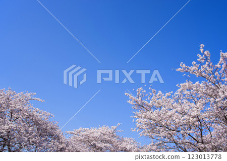 盛開的櫻花和清新的藍天{春日風景/櫻花圖像素材} 123013778