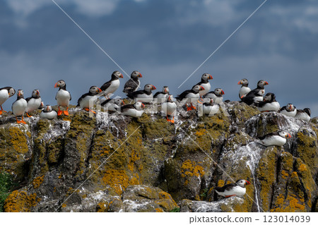 Group Of Seabird Species Atlantic Puffin (Fratercula arctica) On The Isle Of May In The Firth Of Forth Near Anstruther In Scotland 123014039