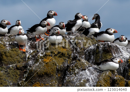 Group Of Seabird Species Atlantic Puffin (Fratercula arctica) On The Isle Of May In The Firth Of Forth Near Anstruther In Scotland 123014040