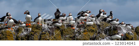 Group Of Seabird Species Atlantic Puffin (Fratercula arctica) On The Isle Of May In The Firth Of Forth Near Anstruther In Scotland 123014041