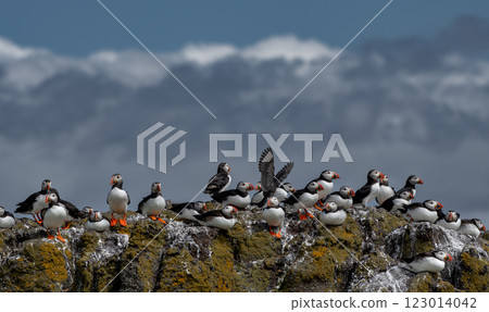 Group Of Seabird Species Atlantic Puffin (Fratercula arctica) On The Isle Of May In The Firth Of Forth Near Anstruther In Scotland 123014042