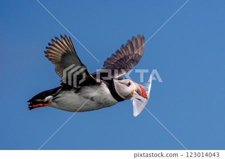 Seabird Species Atlantic Puffin (Fratercula arctica) With Feather Flies On The Isle Of May In The Firth Of Forth Near Anstruther In Scotland Seabird Species Atlantic Puffin (Fratercula arctica) With Feather Flies On The Isle Of May In The Firth Of Forth Near Anstruther In Scotland 123014043