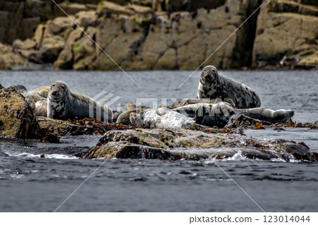 Colony With Group Of Atlantic Grey Seals (Halichoerus Grypus) On The Isle Of May In The Firth Of Forth Near Anstruther In Scotland 123014044