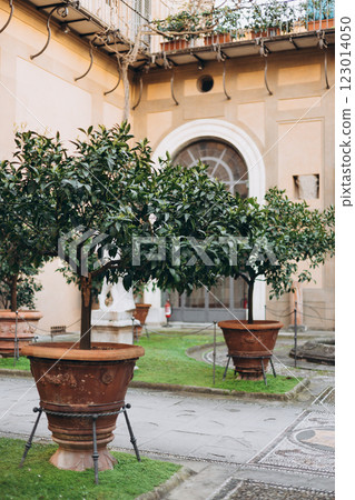 Orange trees in clay old pots decor on garden porch. Buildings with potted plants. Charming facade 123014050