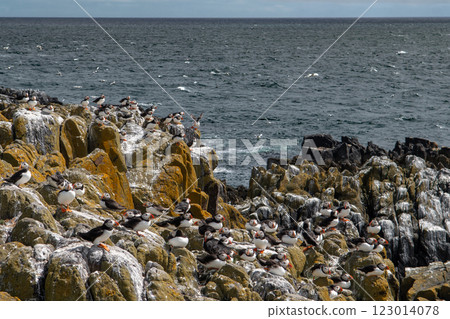 Group Of Seabird Species Atlantic Puffin (Fratercula arctica) On The Isle Of May In The Firth Of Forth Near Anstruther In Scotland Group Of Seabird Species Atlantic Puffin (Fratercula arctica) On The Isle Of May In The Firth Of Forth Near Anstruther In Scotland 123014078