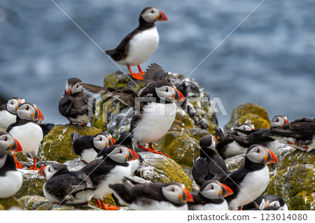 Group Of Seabird Species Atlantic Puffin (Fratercula arctica) On The Isle Of May In The Firth Of Forth Near Anstruther In Scotland 123014080