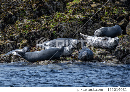 Colony With Group Of Atlantic Grey Seals (Halichoerus Grypus) On The Isle Of May In The Firth Of Forth Near Anstruther In Scotland Colony With Group Of Atlantic Grey Seals (Halichoerus Grypus) On The Isle Of May In The Firth Of Forth Near Anstruther In Scotland 123014081