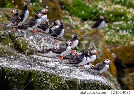 Group Of Seabird Species Atlantic Puffin (Fratercula arctica) On The Isle Of May In The Firth Of Forth Near Anstruther In Scotland 123014085