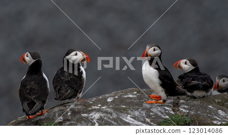 Group Of Seabird Species Atlantic Puffin (Fratercula arctica) On The Isle Of May In The Firth Of Forth Near Anstruther In Scotland 123014086