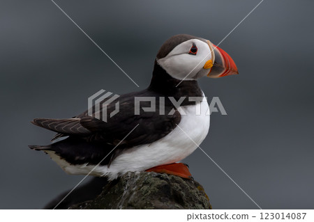 Seabird Species Atlantic Puffin (Fratercula arctica) On The Isle Of May In The Firth Of Forth Near Anstruther In Scotland Seabird Species Atlantic Puffin (Fratercula arctica) On The Isle Of May In The Firth Of Forth Near Anstruther In Scotland 123014087