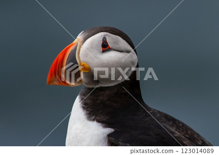 Seabird Species Atlantic Puffin (Fratercula arctica) On The Isle Of May In The Firth Of Forth Near Anstruther In Scotland Seabird Species Atlantic Puffin (Fratercula arctica) On The Isle Of May In The Firth Of Forth Near Anstruther In Scotland 123014089