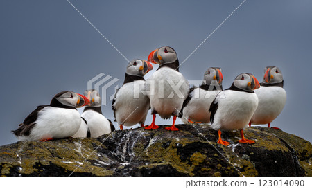 Group Of Seabird Species Atlantic Puffin (Fratercula arctica) On The Isle Of May In The Firth Of Forth Near Anstruther In Scotland Group Of Seabird Species Atlantic Puffin (Fratercula arctica) On The Isle Of May In The Firth Of Forth Near Anstruther In Scotland 123014090