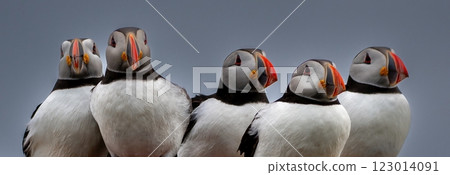 Group Of Seabird Species Atlantic Puffin (Fratercula arctica) On The Isle Of May In The Firth Of Forth Near Anstruther In Scotland Group Of Seabird Species Atlantic Puffin (Fratercula arctica) On The Isle Of May In The Firth Of Forth Near Anstruther In Scotland 123014091