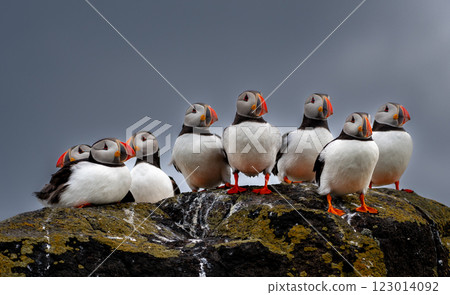 Group Of Seabird Species Atlantic Puffin (Fratercula arctica) On The Isle Of May In The Firth Of Forth Near Anstruther In Scotland 123014092