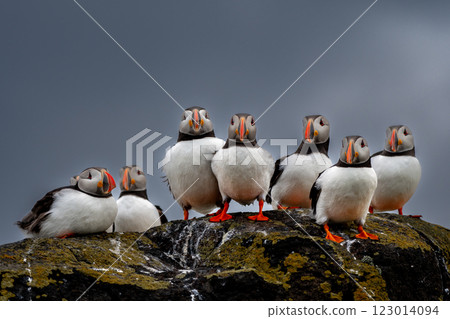 Group Of Seabird Species Atlantic Puffin (Fratercula arctica) On The Isle Of May In The Firth Of Forth Near Anstruther In Scotland 123014094