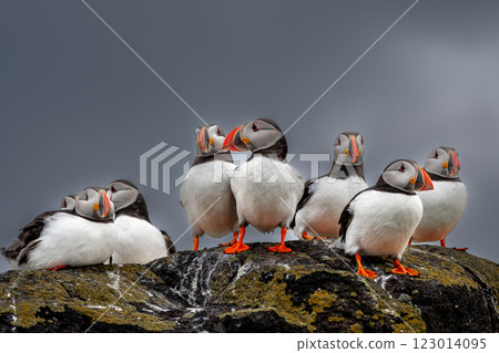 Group Of Seabird Species Atlantic Puffin (Fratercula arctica) On The Isle Of May In The Firth Of Forth Near Anstruther In Scotland Group Of Seabird Species Atlantic Puffin (Fratercula arctica) On The Isle Of May In The Firth Of Forth Near Anstruther In Scotland 123014095