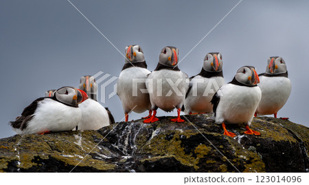 Group Of Seabird Species Atlantic Puffin (Fratercula arctica) On The Isle Of May In The Firth Of Forth Near Anstruther In Scotland Group Of Seabird Species Atlantic Puffin (Fratercula arctica) On The Isle Of May In The Firth Of Forth Near Anstruther In Scotland 123014096