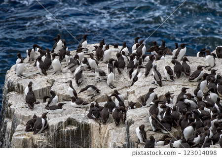 Breeding Seabirds Common Guillemots (Uria Aalge) On Cliffs At The Atlantic Island Isle of May In Scotland, UK Breeding Seabirds Common Guillemots (Uria Aalge) On Cliffs At The Atlantic Island Isle of May In Scotland, UK 123014098